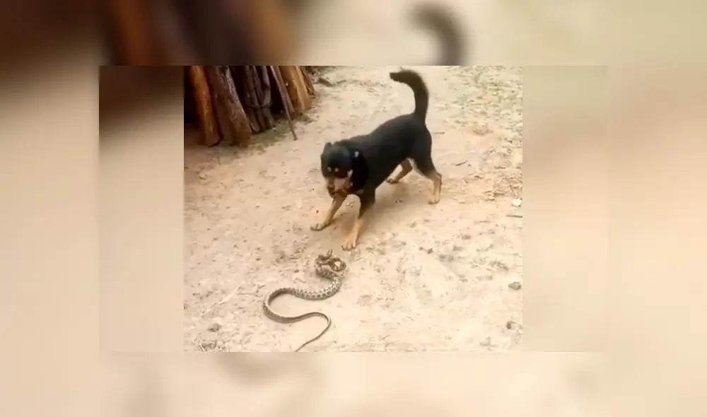 YouTube viral: Perro encuentra a peligrosa serpiente asesina y hace esto para salvar la vida de su amo 