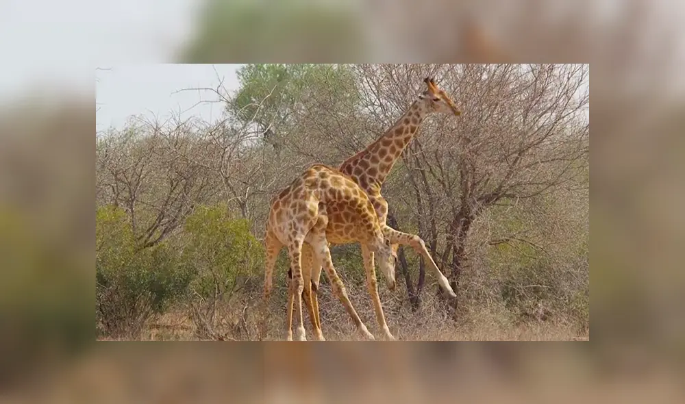En YouTube, unas dos jirafas tuvieron una épica pelea en medio de la selva y fueron captados por unos jóvenes. En YouTube, unas dos jirafas tuvieron una épica pelea en medio de la selva y fueron captados por unos jóvenes.