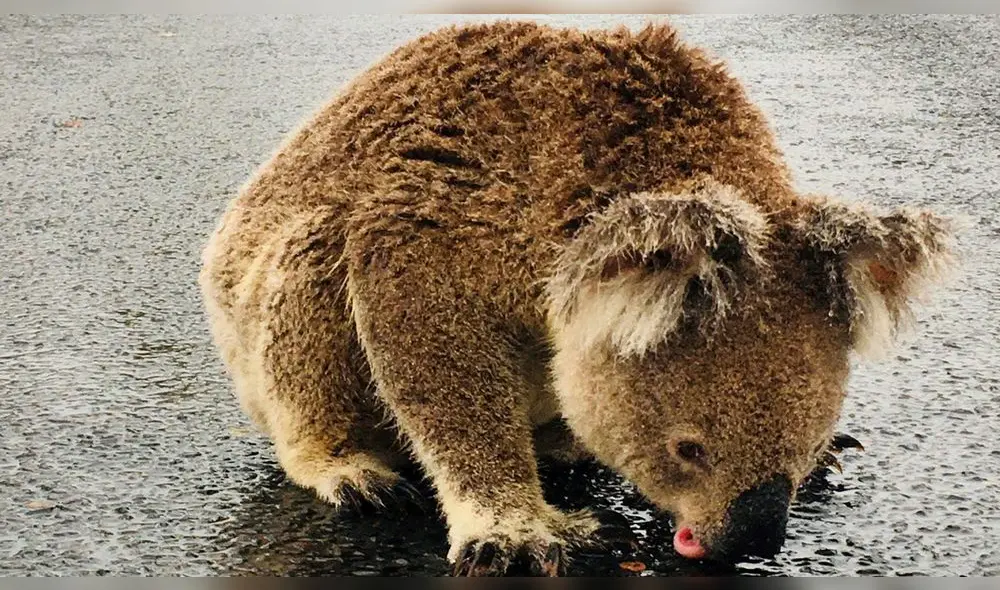 koala lame agua koala lame agua