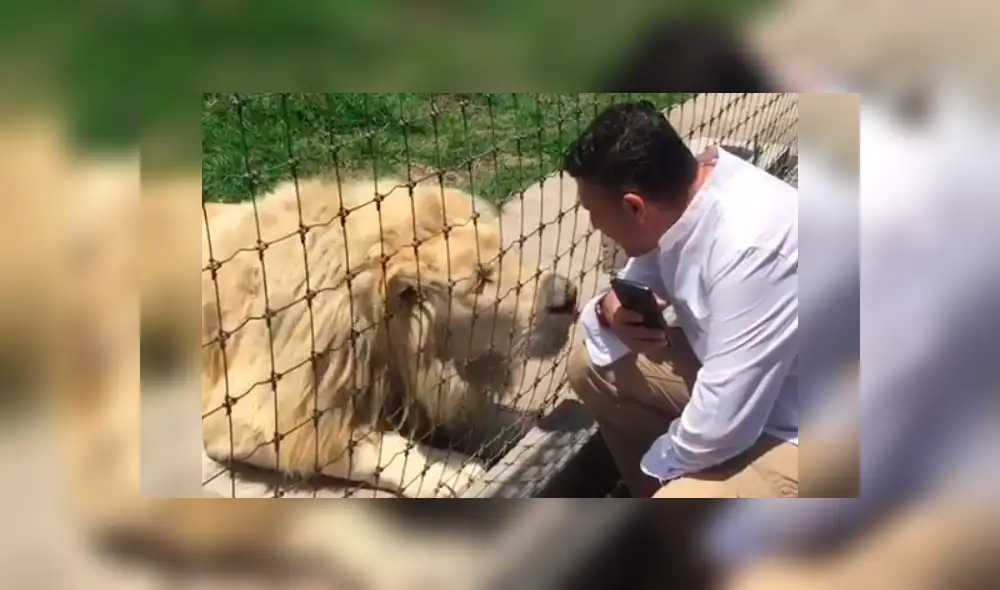 Turista ingresa a recinto de leones, sin imaginar lo que pasaría.