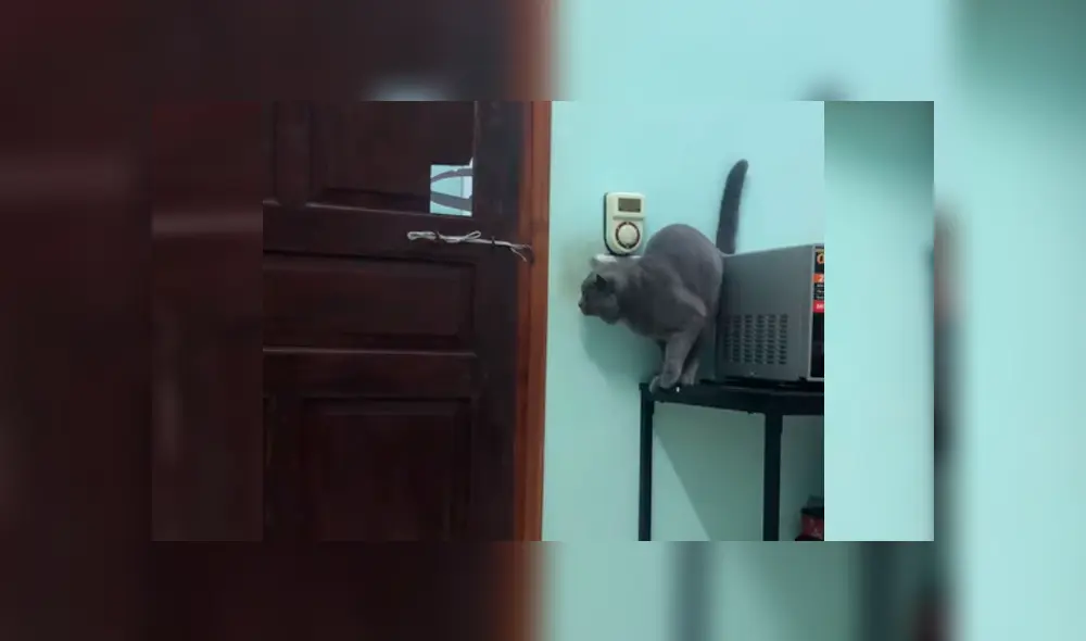 Revisa cinta de seguridad y descubre cómo su gato huye de casa cuando él sale al trabajo [VIDEO]