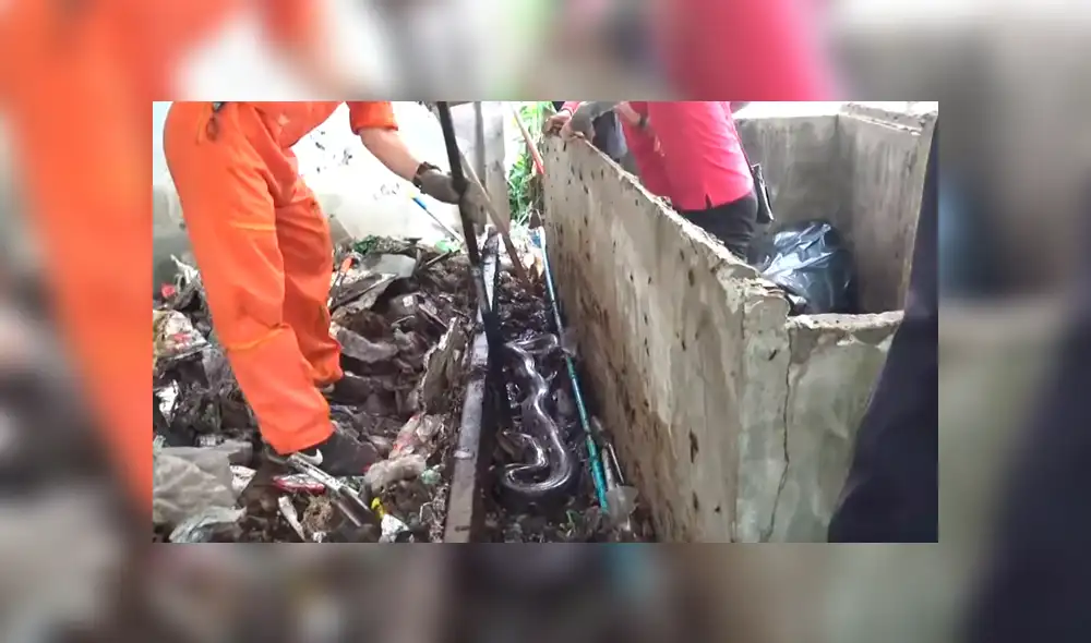 Alza bloque de cemento y en la basura halla enorme serpiente infestada de cucarachas [VIDEO] 