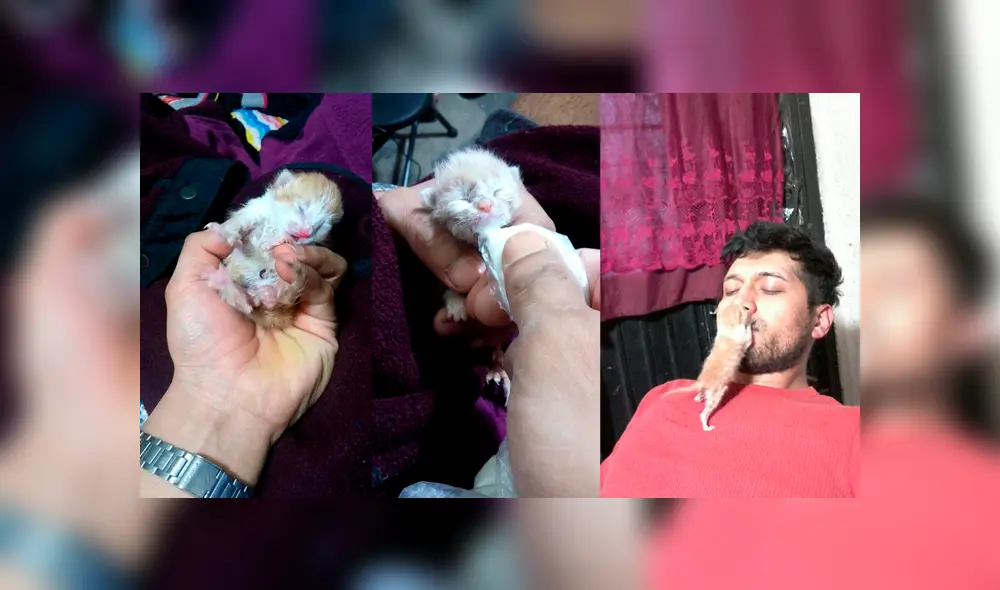 Desliza para ver el radical cambio de este gatito que enamoró a miles en Facebook. Foto: Captura.