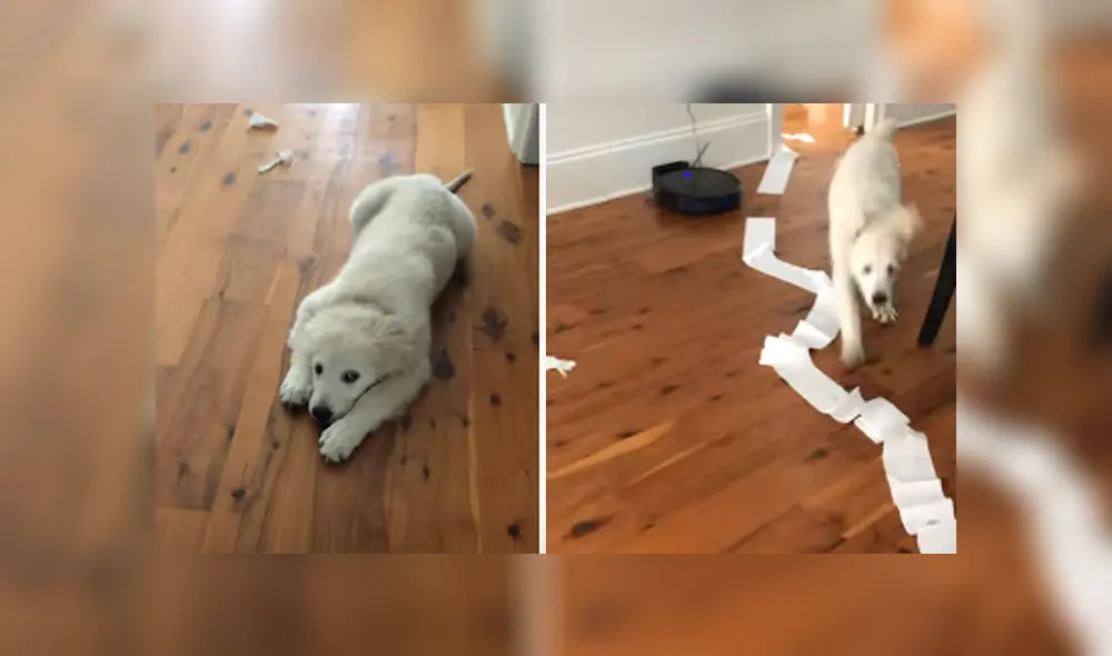 Desliza hacia la izquierda para ver las imágenes del viral de Facebook. Foto: ViralHog. Desliza hacia la izquierda para ver las imágenes del viral de Facebook. Foto: ViralHog.