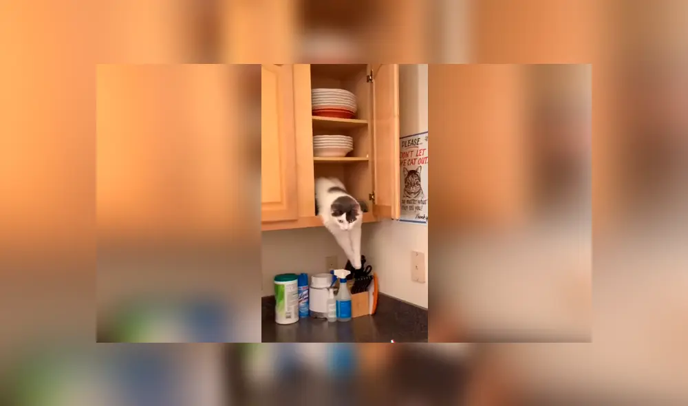 Desliza las imágenes para observa la travesura que cometió un gato durante la ausencia de su dueña. Foto: Captura. Desliza las imágenes para observa la travesura que cometió un gato durante la ausencia de su dueña. Foto: Captura.