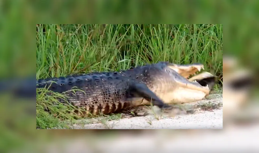 Un turista grabó en un video viral de YouTube el brutal ataque que sufrió una tortuga al ser cazada por un enorme cocodrilo en un caudaloso río, pero tuvo un final incierto.