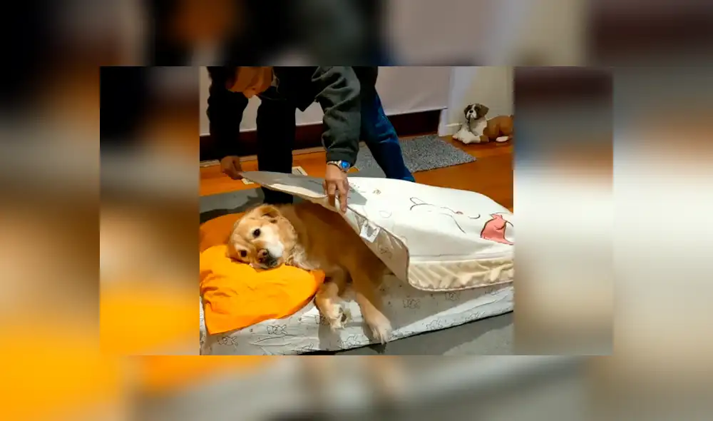 Desliza las imágenes para apreciar el amoroso momento entre un padre junto a la mascota de su hija. Fotocaptura: Oliver Rodrigues the Golden.