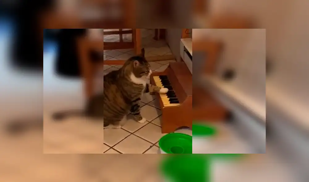 Video es viral en Facebook. Su dueña lo ha puesto dieta para no afectar su salud y el felino ha encontrado una singular forma de reclamar por los alimentos. Fotocaptura: Twitter Video es viral en Facebook. Su dueña lo ha puesto dieta para no afectar su salud y el felino ha encontrado una singular forma de reclamar por los alimentos. Fotocaptura: Twitter