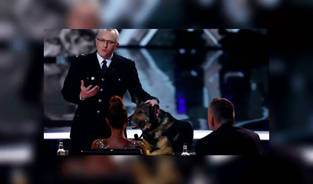 Ley Finn: Maltrato a perros y caballos de servicio policial será sancionado