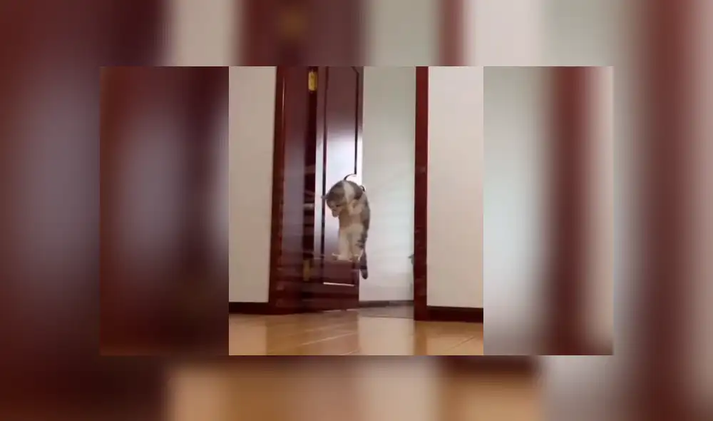 Desliza las imágenes hacia la izquierda para observar a un gato queriendo superar un juego creado por su dueño.