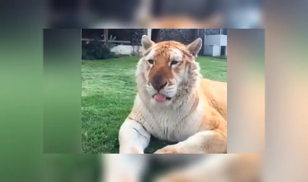 Un video viral de YouTube registró el encuentro de un hombre con un feroz tigre. Un video viral de YouTube registró el encuentro de un hombre con un feroz tigre.