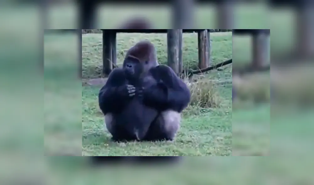 El curioso comportamiento del gorila sorprendió a un grupo de turistas, quienes no dudaron en grabarlo para compartirlo en Facebook y Twitter.