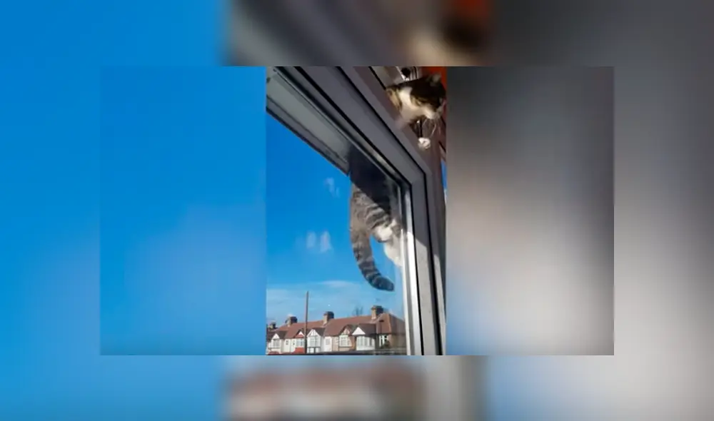 Desliza las imágenes para observar la travesura de un gato tras aprovechar la ausencia de su dueña. Desliza las imágenes para observar la travesura de un gato tras aprovechar la ausencia de su dueña.