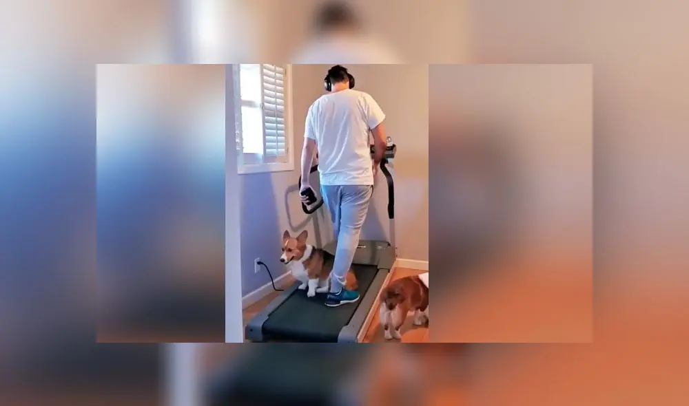 Desliza las imágenes para ver lo que hizo un curioso para evitar que su dueño haga ejercicio. Foto: RM Videos Desliza las imágenes para ver lo que hizo un curioso para evitar que su dueño haga ejercicio. Foto: RM Videos