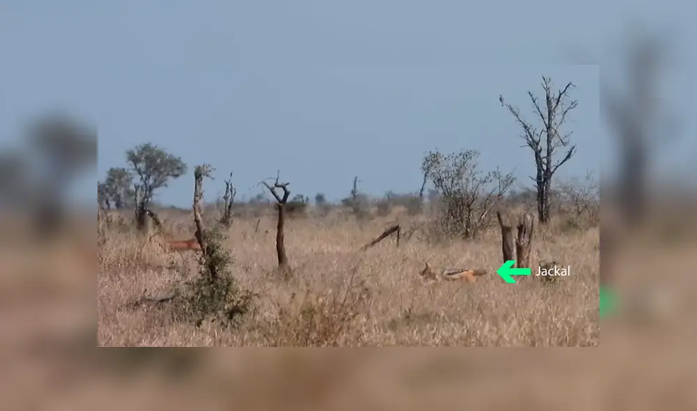 Mira lo cerca que estuvieron de alcanzar al pequeño racífero común. Mira lo cerca que estuvieron de alcanzar al pequeño racífero común.