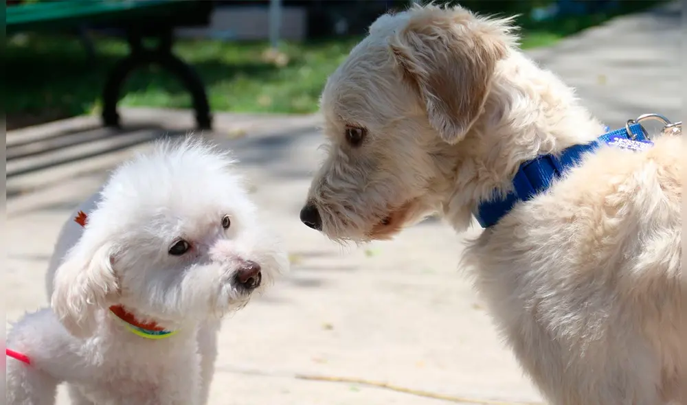 Foto: Andina Foto: Andina