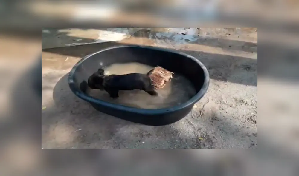 Desliza para ver los detalles del video viral publicado en YouTube. Foto: Captura. Desliza para ver los detalles del video viral publicado en YouTube. Foto: Captura.