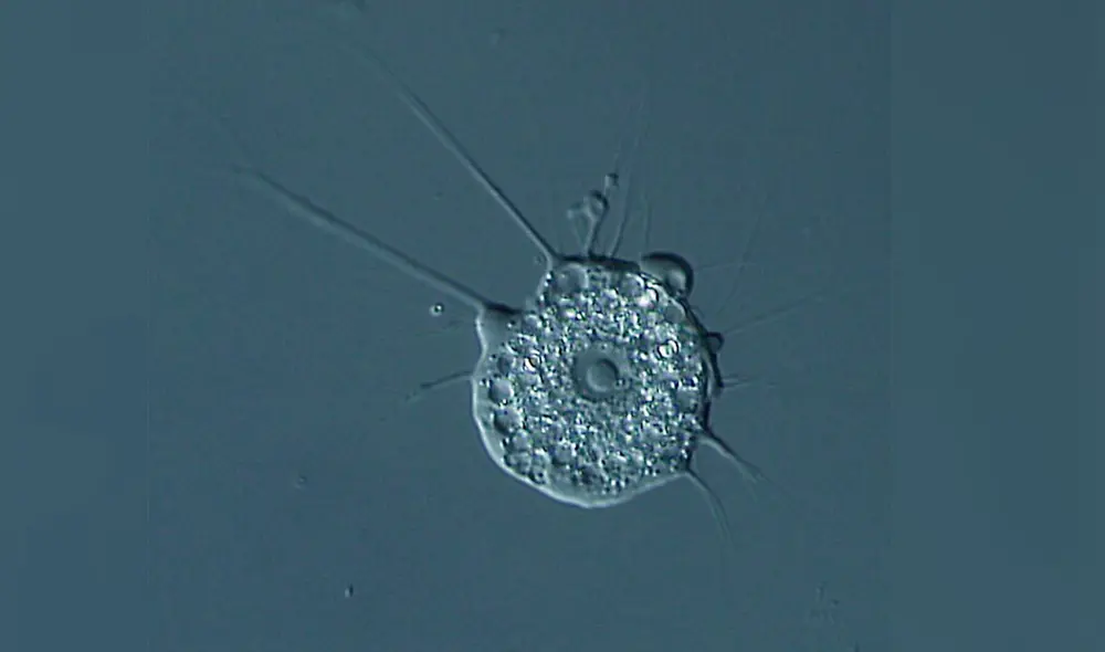 Imagen microscópica de un ejemplar de choanozoa, filo del reino protista. Crédito: Wikimedia Commons.