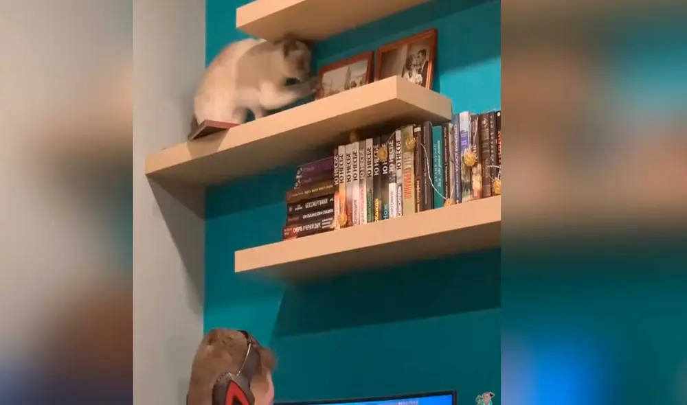 Desliza las imágenes para ver la curiosa escena que protagonizó este gato para llamar la atención de su dueño. Foto: captura de YouTube/Viral Hog