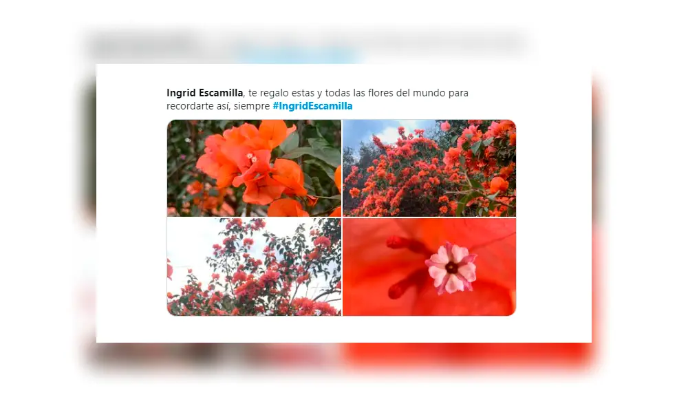 Usuarios de las redes reemplazan fotos filtradas de Ingrid Escamilla con bellas imágenes [FOTOS]