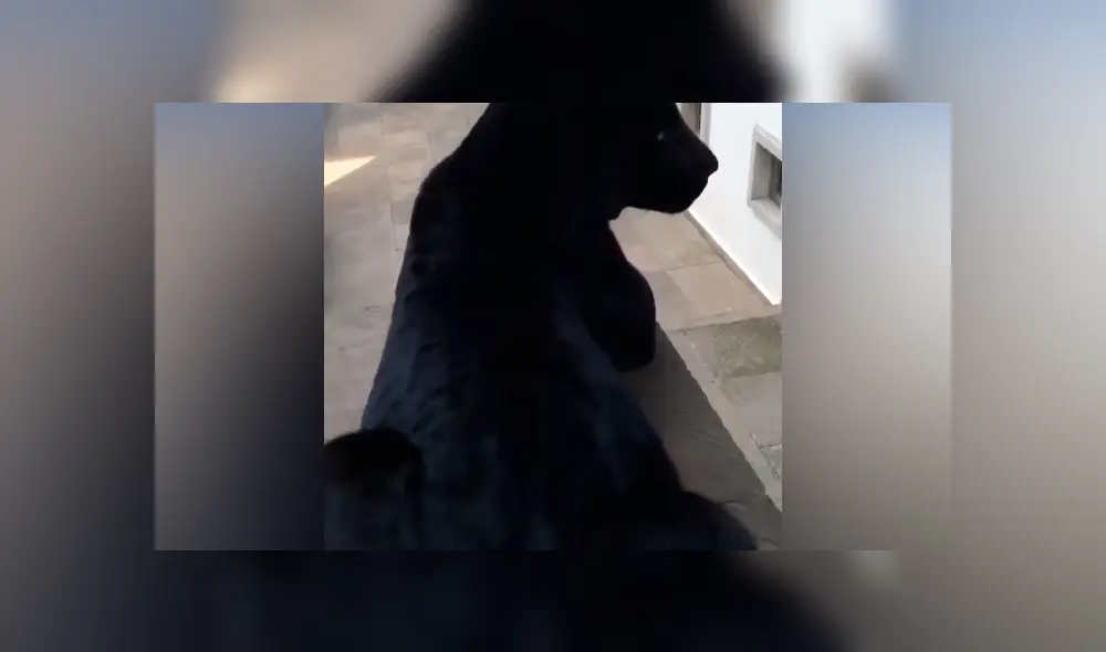 Desliza hacia la izquierda para ver el comportamiento de una pantera que aparece en el viral de YouTube.