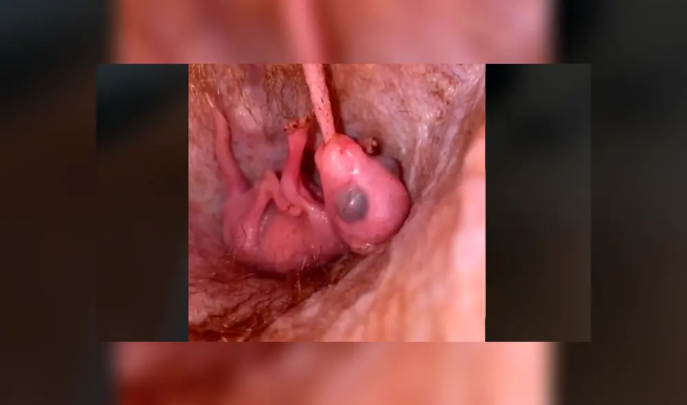 Mira cómo luce el interior de un marsupio. Foto: Animal EdVenture Park