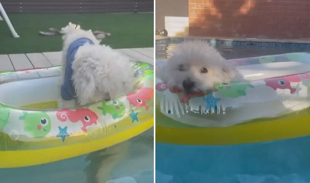 Miles de usuarios quedaron cautivados con la tierna conducta del can. Foto: captura de TikTok