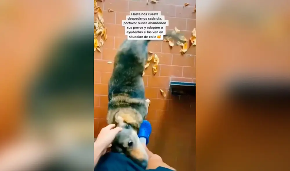 Desliza las imágenes hacia la izquierda para apreciar el noble gesto de un joven con unos indefensos canes. Fotocaptura: TikTok.
