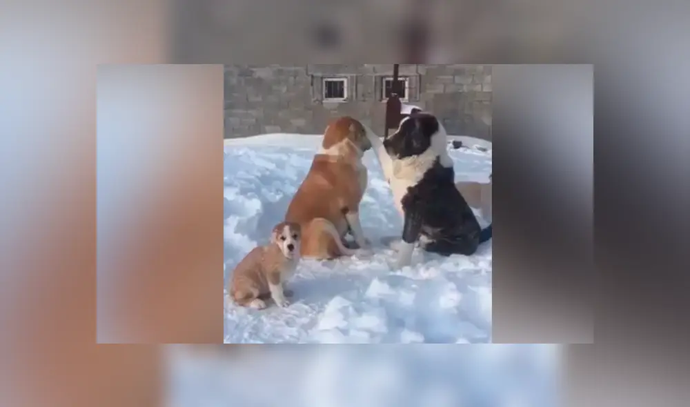 Facebook viral: perro busca la atención de su compañera y recibe la peor de las indiferencias