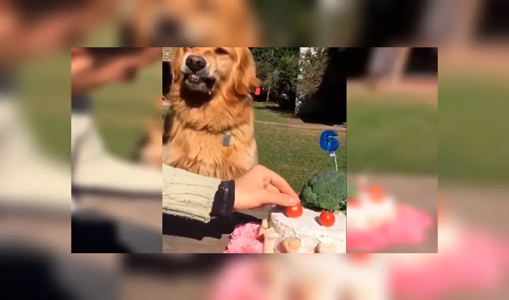 YouTube viral: hombre intenta quitarle la torta a su perro ‘cumpleañero’ y este enfurece 