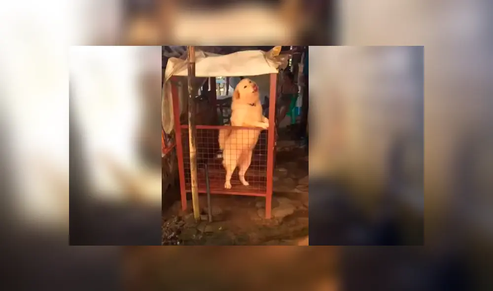 Desliza hacia la izquierda para ver más del video viral. Fotocaptura: YouTube Desliza hacia la izquierda para ver más del video viral. Fotocaptura: YouTube