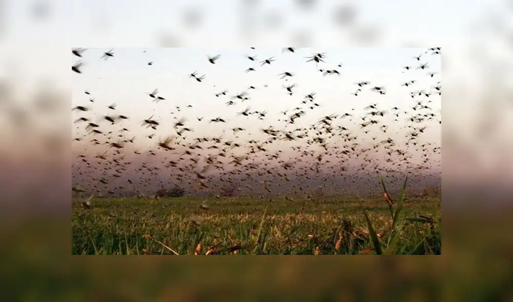 El enjambre alcanza varios kilómetros de extensión y se mueve favorecido por los vientos. Foto: Página 12 El enjambre alcanza varios kilómetros de extensión y se mueve favorecido por los vientos. Foto: Página 12