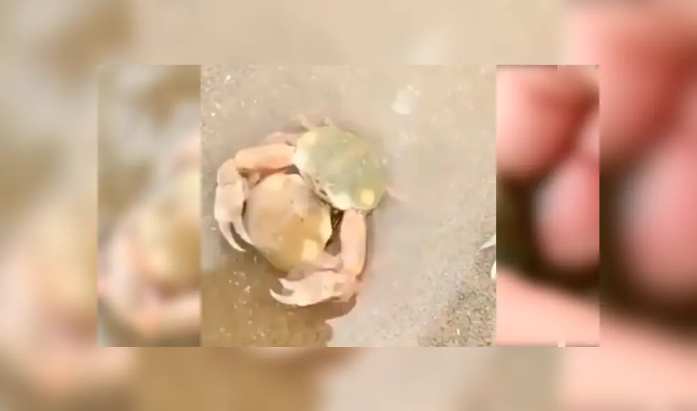 Video es viral en Facebook. Un bañista encontró un pequeño cangrejo bebé en la playa y notó que estaba aferrado a su madre. Intentó separarlos y ocurrió algo impensado. Foto: Captura.