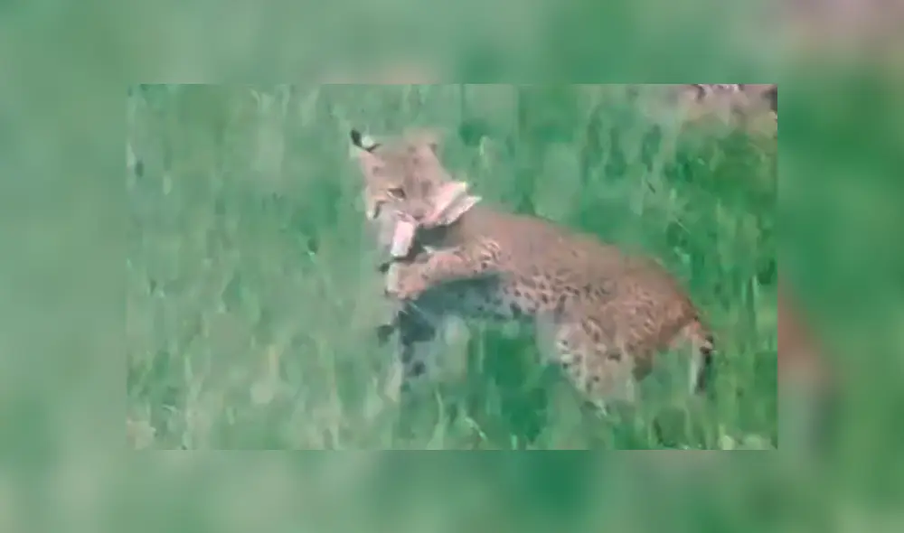 Desliza para ver la secuencia de la dura batalla entre estos dos animales. Foto: Conner DeMonte / TikTok / Viral Press