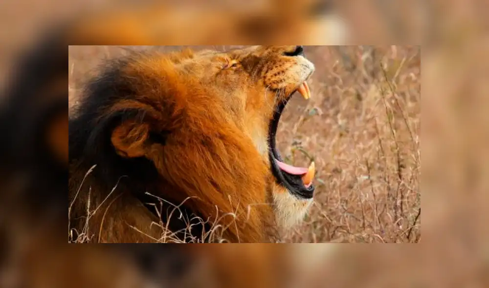 YouTube viral: niño quería fotografía junto a león en su recinto y así reacciona furioso depredador [VIDEO]