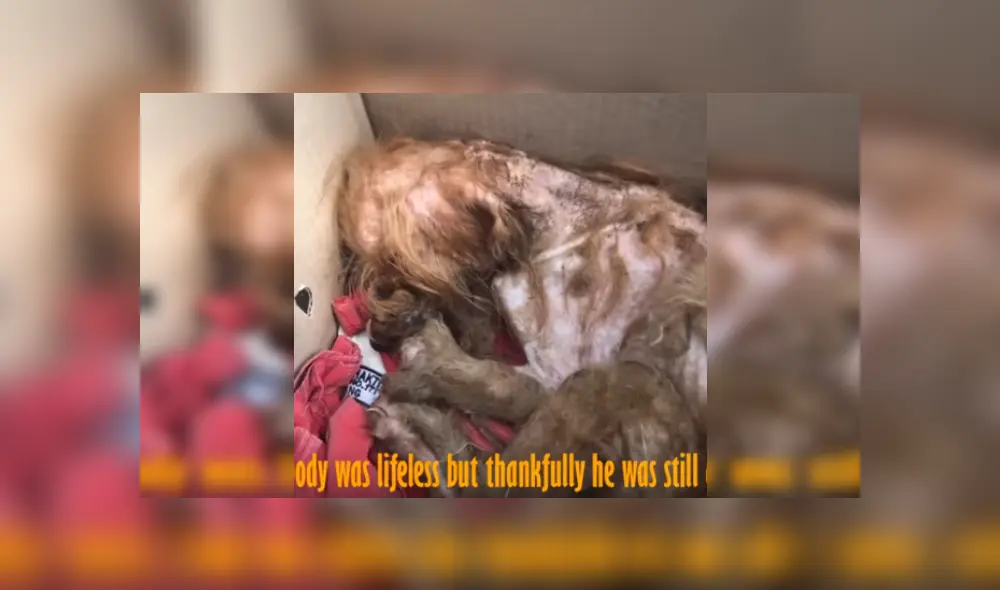 Desliza para ver más detalles sobre esta conmovedora historia que es viral en YouTube.