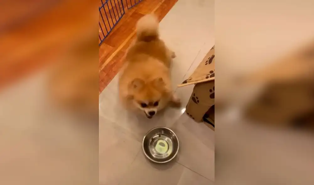 Desliza las imágenes para ver la singular escena de un perro al no tolerar que su dueña le sirva poca comida. Foto: Captura de Facebook