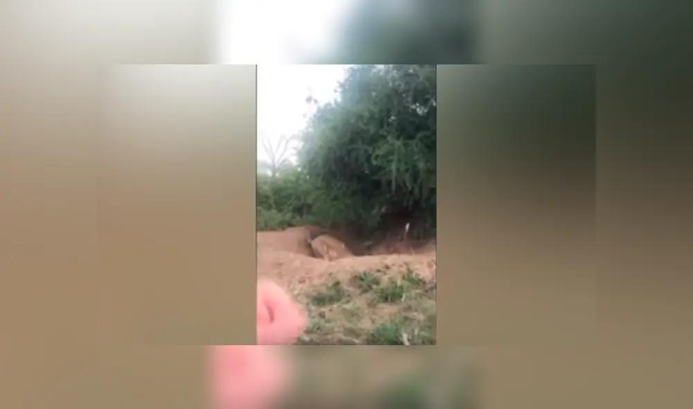 Desliza hacia la izquierda para ver el brutal ataque de una leona a un indefenso jabalí. Video viral de YouTube. Desliza hacia la izquierda para ver el brutal ataque de una leona a un indefenso jabalí. Video viral de YouTube.