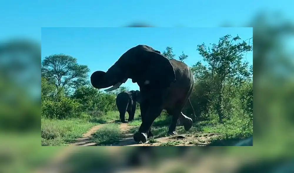 Aterrador momento en que turistas escapan de un furioso elefante en Sudáfrica [VIDEO]