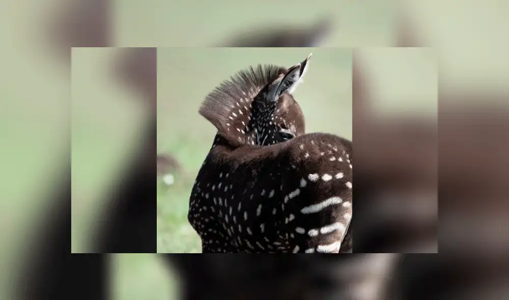 Cebra nace sin rayas en reserva africana y llama la atención del mundo [FOTOS Y VIDEO]