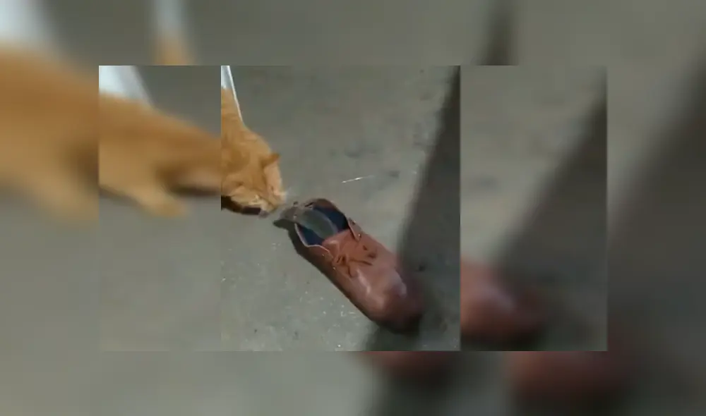 En Facebook, una joven grabó el momento que su gato puso a un indefenso ratón en unos zapatos para evitar que se fugue. En Facebook, una joven grabó el momento que su gato puso a un indefenso ratón en unos zapatos para evitar que se fugue.