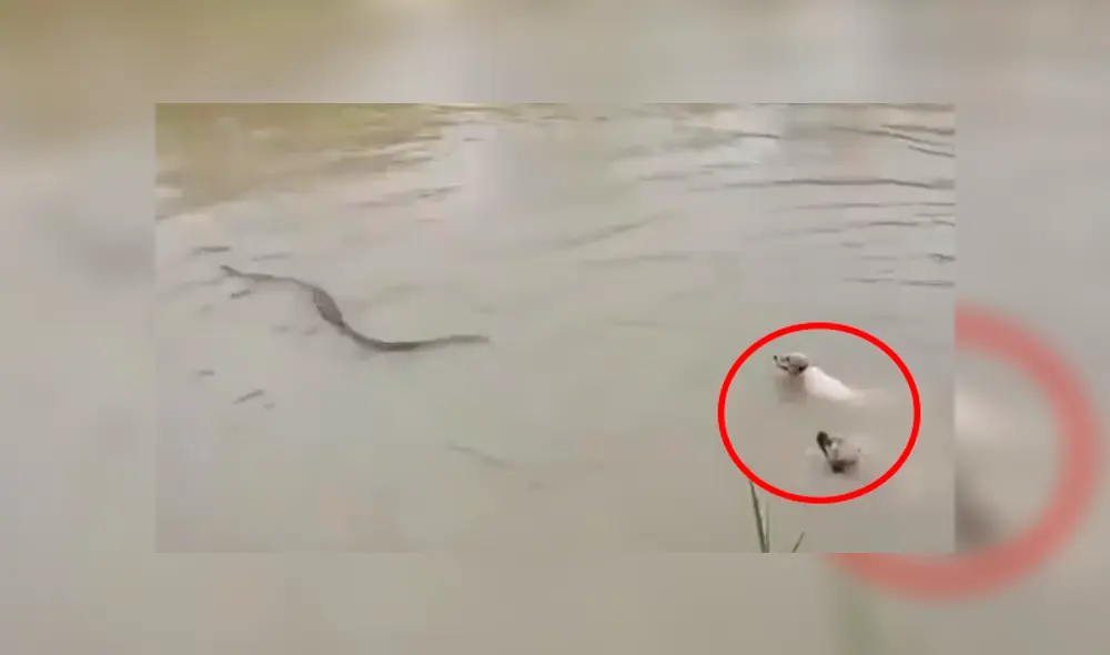 Facebook viral: hambrienta serpiente intenta devorar a perros que entrar a jugar al río [VIDEO]