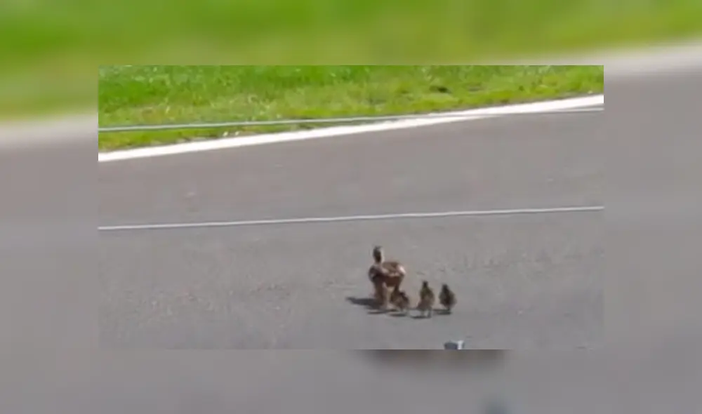 Un grupo de patos cruzaron una pista en mitad de una carrera y estuvieron a punto de morir.
