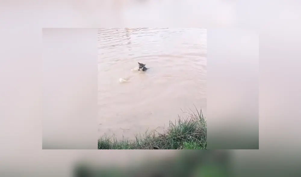 Desliza hacia la izquierda para ver las imágenes del viral de YouTube. Foto: Captura. Desliza hacia la izquierda para ver las imágenes del viral de YouTube. Foto: Captura.