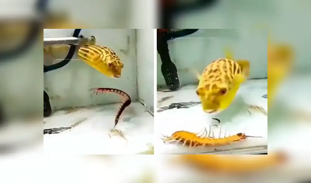 El pez y el ciempiés tuvieron un brutal enfrentamiento dentro de la pecera. Foto: captura El pez y el ciempiés tuvieron un brutal enfrentamiento dentro de la pecera. Foto: captura