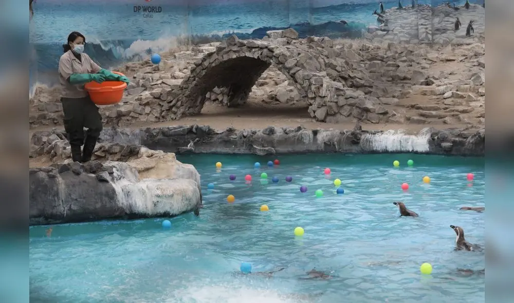 Parque de las leyendas presenta protocolo de Bioseguridad con miras a proxima reapertura. Fotos Jorge Cerdan