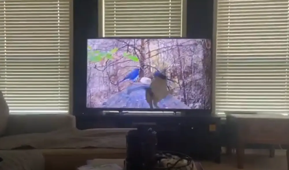 Desliza hacia la izquierda para ver las imágenes del video viral. Foto: Captura de YouTube.