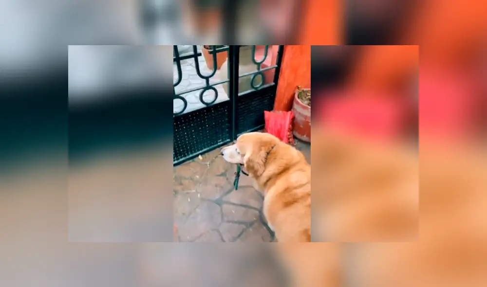 Desliza las imágenes hacia la izquierda para apreciar el comportamiento de un perro para intentar salir a la calle.