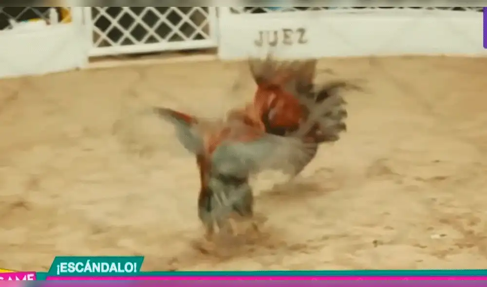 Alejandra Baigorria genera polémica por ser participe de pelea de gallos