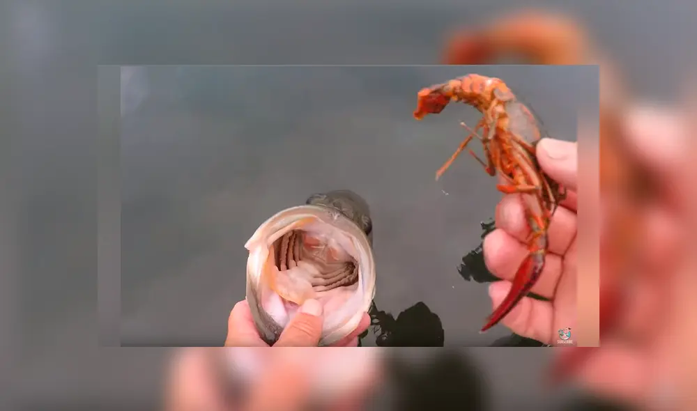 Un pescador publicó un video viral en Facebook tras capturar una rara criatura que emergió del mar, sin imaginar que al alimentarla ocurriría lo impensado. Un pescador publicó un video viral en Facebook tras capturar una rara criatura que emergió del mar, sin imaginar que al alimentarla ocurriría lo impensado.